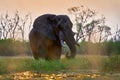 Sunset, Khwai elephant drinking.  Big animal in the old forest. evening orange light, sun set. Magic wildlife scene in nature. Royalty Free Stock Photo