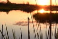 Sunset on the lake in the forest. Silhouette of a dragonfly on the grass