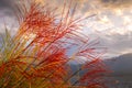 Sunset lake with red reed flowers