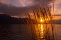 Sunset lake with reed flowers, sunset sun Royalty Free Stock Photo