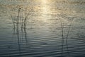 Sunset Lake Reflections With Reeds Royalty Free Stock Photo