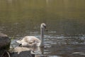 Swan feared swimming on the river. Cygnus Royalty Free Stock Photo