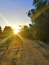 Sunset, land road, tall Bamboo grass