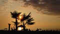 Sunset landscape. beach sunset. palm trees silhouette on sunset tropical beach Royalty Free Stock Photo