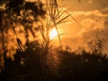 Sunset landscape Dark silhouettes of dead coconut tree,