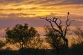 Sunset landscape in Kruger National park Royalty Free Stock Photo