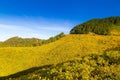 Sunset Landscape nature flower Tung Bua Tong Royalty Free Stock Photo