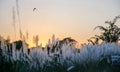 Sunset landscape over the beautiful white flowers Royalty Free Stock Photo