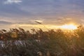 Sunset landscape at reed grown river bank