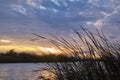 Sunset landscape at reed grown river bank