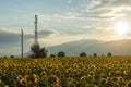 Sunset landscape of sunflower field at Kazanlak Valley, Stara Zagora Region, Bulgaria Royalty Free Stock Photo