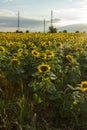 Sunset Landscape Of Sunflower Field At Kazanlak Valley, Stara Zagora Region, Bulgaria