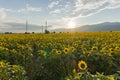 Sunset landscape of sunflower field at Kazanlak Valley, Stara Zagora Region, Bulgaria Royalty Free Stock Photo