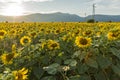 Sunset landscape of sunflower field at Kazanlak Valley, Stara Zagora Region, Bulgaria Royalty Free Stock Photo