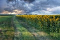 Sunset landscape at sunflower field with stormy clouds in background Royalty Free Stock Photo