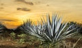 Tequila agave lanscape sunset