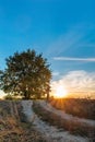 Sunset landscape with tree and oak man under him Royalty Free Stock Photo