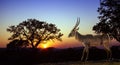 Sunset landscape and waterbuck in Kruger National park Royalty Free Stock Photo