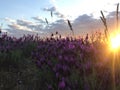 Sunset lavender field
