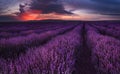 Sunset at lavender field, Bulgaria Royalty Free Stock Photo