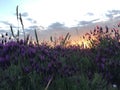 Sunset lavender field