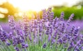 At sunset, lavender fields glow in soft light with purple flowers Royalty Free Stock Photo