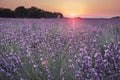 Sunset in lavender fields near Valensole in Provence, France. Landscape purple flowers of lavender. Royalty Free Stock Photo