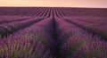 Sunset Lavender Fields: Rows of Purple Blossoms at Golden Hour Royalty Free Stock Photo