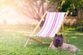 Dog lying on the grass in front of a lounge chair. Sunset on the lawn of the garden