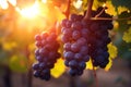 Sunset leaf wine harvest green bunch grapes vine fruit nature