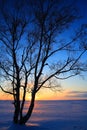 Sunset through leafless trees in winter