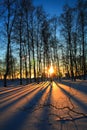 Sunset through leafless trees in winter