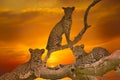 Sunset with a leopard in Kenya National