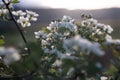 Sunset Glow on Blooming Hawthorn