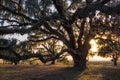 Sunset at the old oak tree Royalty Free Stock Photo