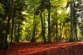 Sunset light in a forest during autumn Royalty Free Stock Photo