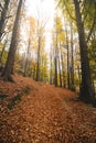 Sunset light illuminates a forest path covered with fallen autumn leaves. The magical atmosphere of the forest in November. Royalty Free Stock Photo