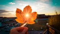 Sunset light illuminating and penetrating thought small hole in autumn red and yellow colored leaf Royalty Free Stock Photo