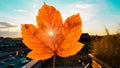 Sunset light illuminating and penetrating thought small hole in autumn red and yellow colored leaf Royalty Free Stock Photo