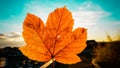 Sunset light illuminating and penetrating thought small hole in autumn red and yellow colored leaf Royalty Free Stock Photo