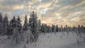 Sunset light over a forest covered with snow Royalty Free Stock Photo