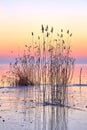 Sunset light over the frozen lake Balaton in Hungary Royalty Free Stock Photo