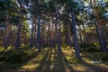 Sunset light passing between the trunks of the trees of a pine forest Royalty Free Stock Photo