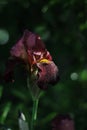 Red iris flower at sunset after rain, wet. Gardening Royalty Free Stock Photo