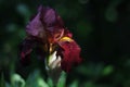 Red iris flower at sunset after rain, wet. Gardening Royalty Free Stock Photo