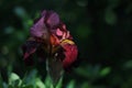 Red iris flower at sunset after rain, wet. Gardening Royalty Free Stock Photo