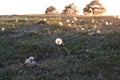 Sunset light reflects dandelion blowballs in a field