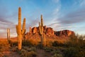 Saguaro Cactus and Sonoran Desert landscape in the Superstition Mountains, Arizona Royalty Free Stock Photo