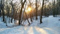 Winter forest at the sunset 3