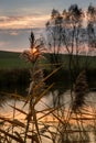 Sunset light shining through autumn reed